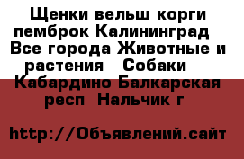 Щенки вельш корги пемброк Калининград - Все города Животные и растения » Собаки   . Кабардино-Балкарская респ.,Нальчик г.